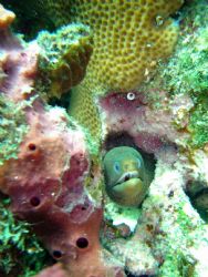 Spotted eel in Dominica's beautiful reef by Kelly N. Saunders 